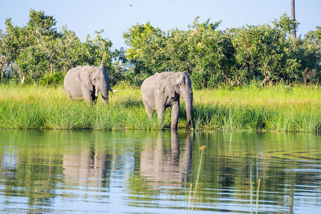 Botswana, Okavango Delta, Elephants