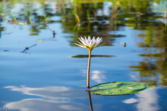 Botswana, Okavango Delta, Lily