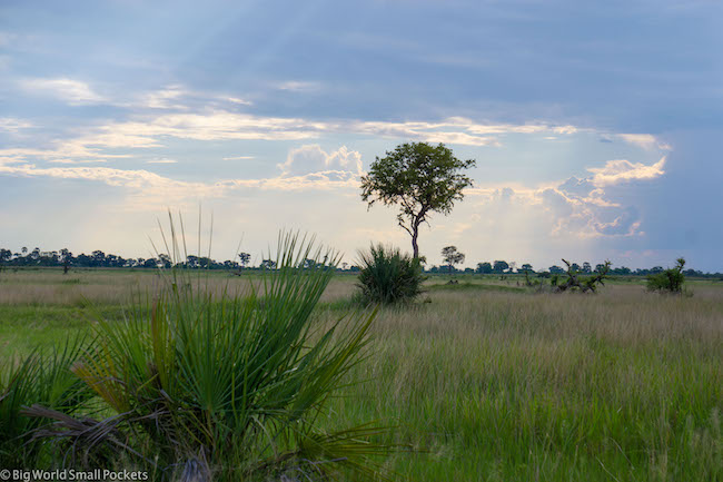 Botswana, Okavango Delta, Tree