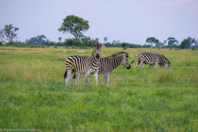 Botswana, Okavango Delta, Zebra