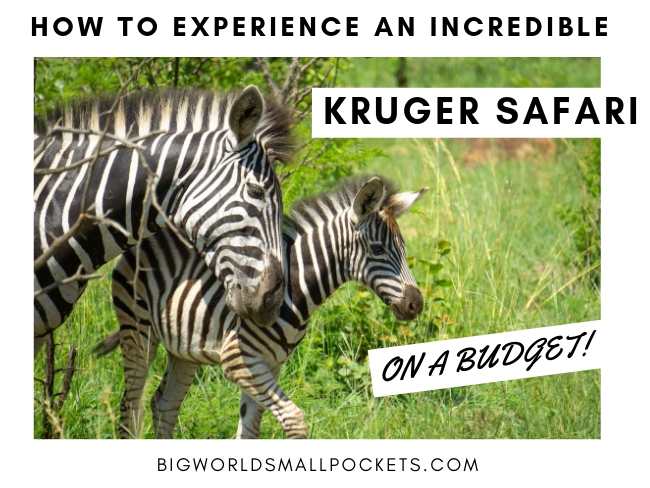 How to Experience a Kruger National Park Safari on a Budget
