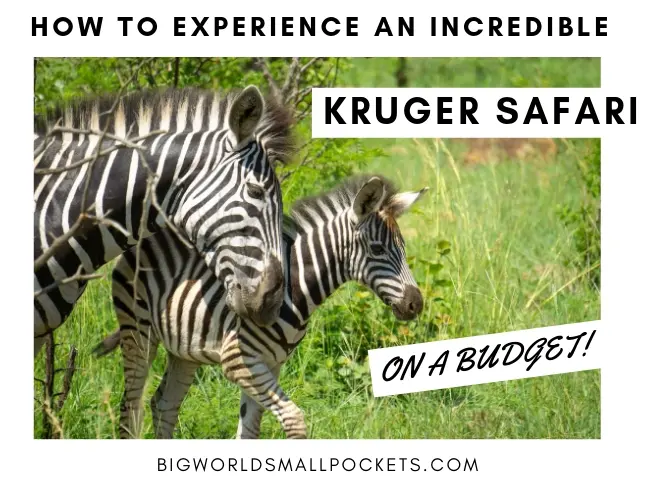 Kruger National Park Safari: How to Experience It on a Budget! - Big World  Small Pockets