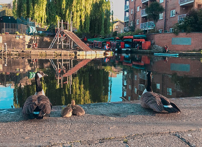 London, Canal, Ducks