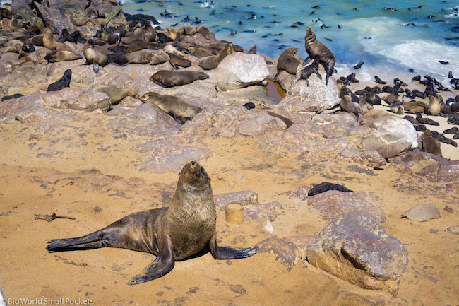 Namibia, Cape Cross, Seal Colony