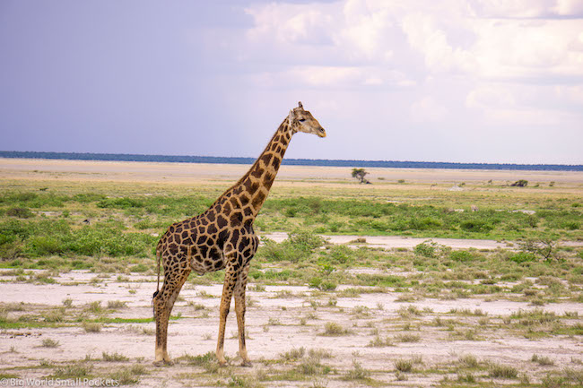 Namibia, Etosha NP, Giraffe