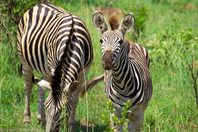 Zuid-Afrika, Kruger NP, Zebra