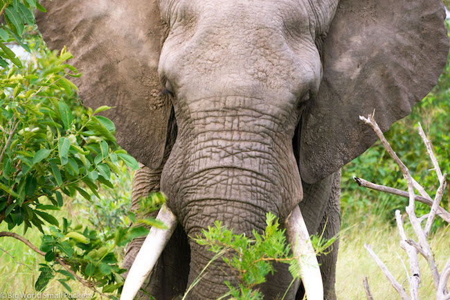 Sudafrica, Kruger National Park, Elefante maschio