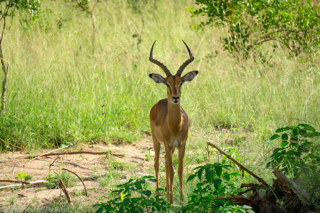 South Africa, Kruger National Park, Safari