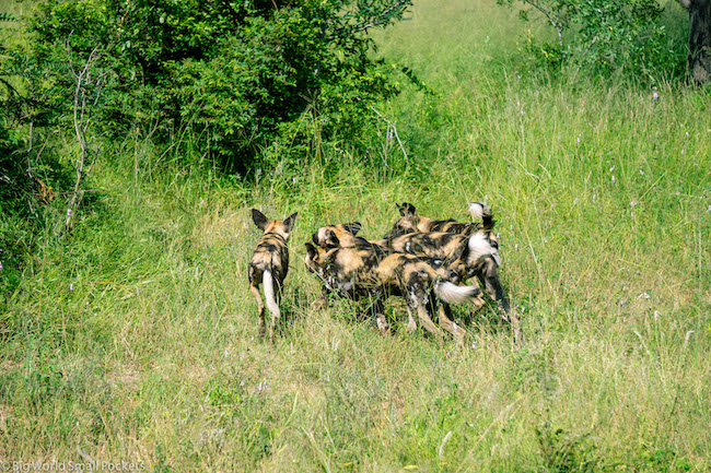 Południowa Afryka, Kruger, Wild Dog Pack