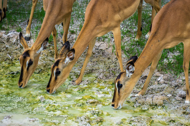 Namibia, Etosha, Antelope