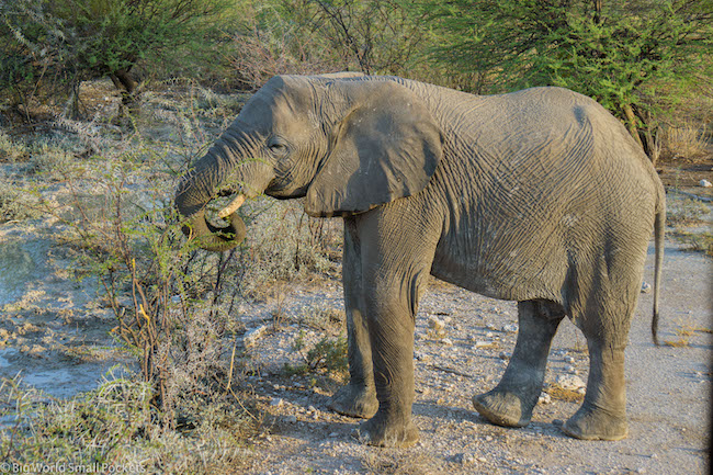 Namibia, Etosha, Elephant Eating