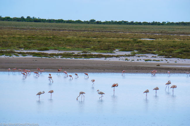 Namibia, Etosha, Flamingos