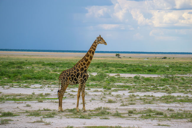 The Amazing African Country Ideal for Wildlife Lovers