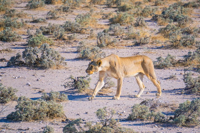 Namibia, Etosha NP, Lioness