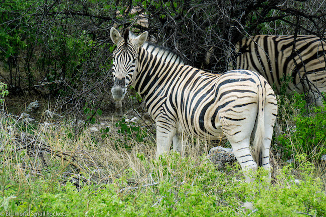 Namibia, Etosha NP, Zebra