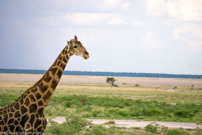 Namibia, Etosha National Park, Giraffe