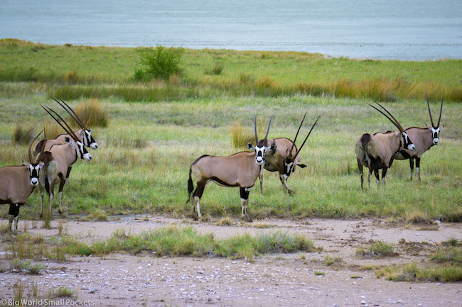 Namibië, Etosha, Oryx