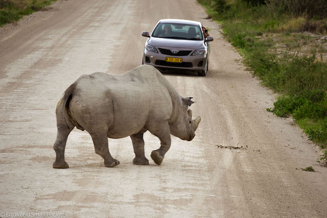 Namibia, Etosha, Rhino Crossing the Road