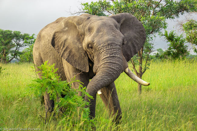 South Africa, Kruger NP, Elephant