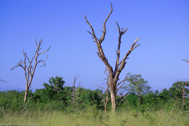 Swaziland, eSwatini, Mlilwane