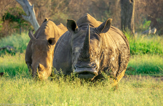 eSwatini, Hlane Royal National Park, Rhino