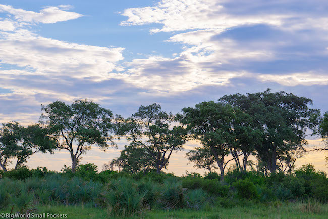 Botswana, Okavango Delta, Trees