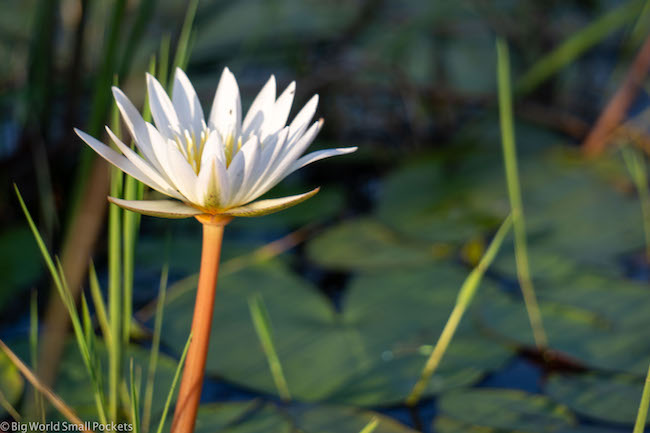 Botswana, Okavango Delta, Waterlily