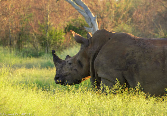Swaziland, Hlange, Rhino