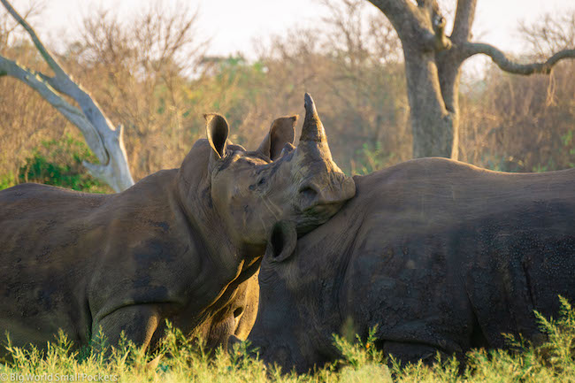 Swaziland, eSwatini, Rhinos