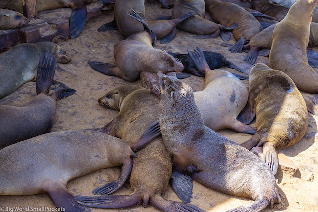 Namibia, Cape Cross, Seals