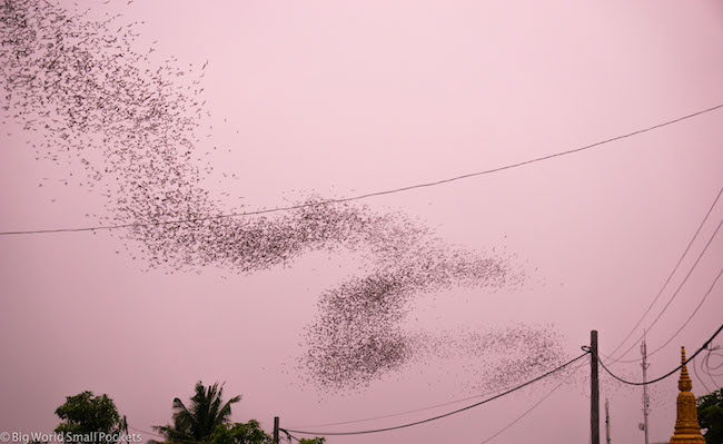 Cambodia, Battambang, Bats