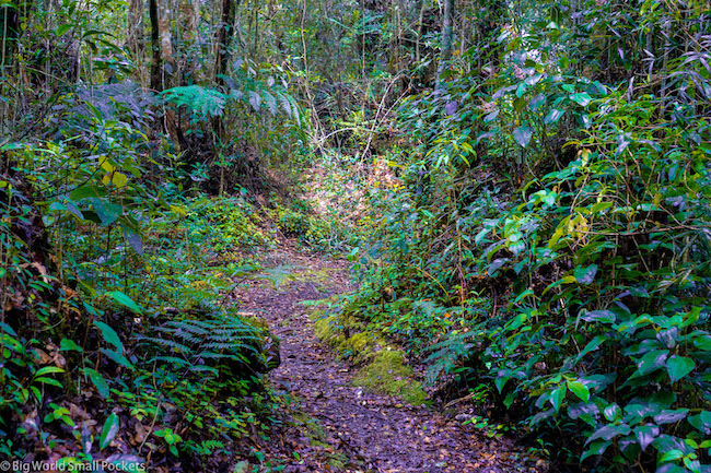 Cameron Highlands, Rainforest, Trail