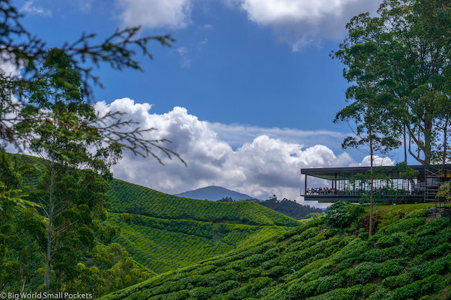 Malaysia, Cameron Highlands, Tea Plantation