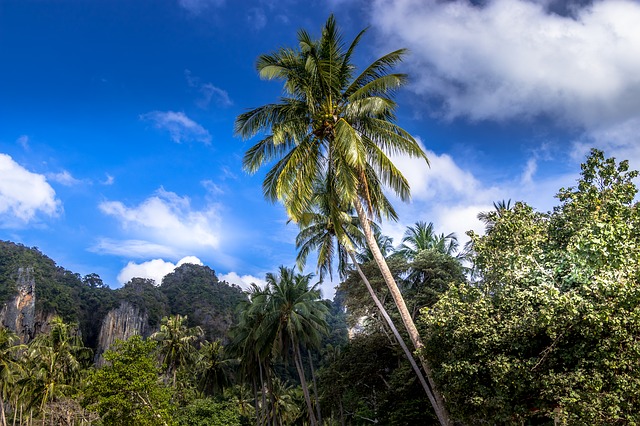 Thailand, Krabi, Palm Tree