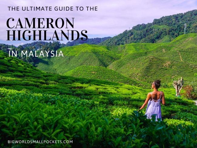 The Ultimate Guide to the Cameron Highlands