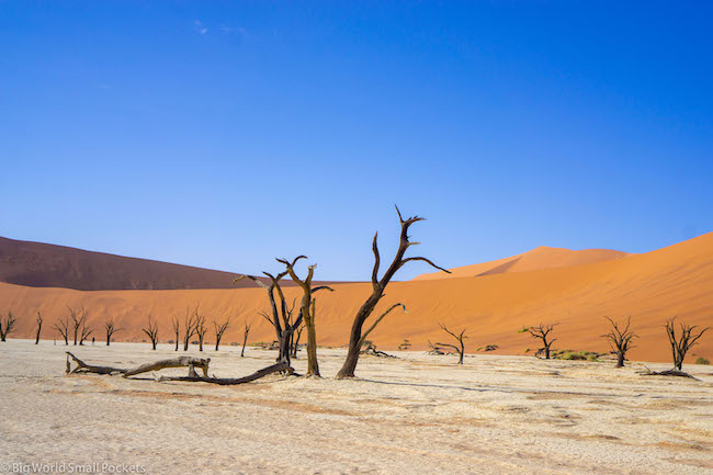 Namibia, Desert, Sossusvlei Forest