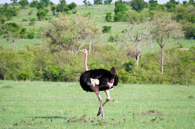 Kenya, Lake Nakuru, Ostrich