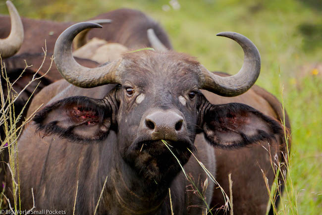 Kenia, Nakuru, Buffels kauwen