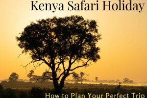 Kenya Safari Holidays: How to Plan a Top Trip