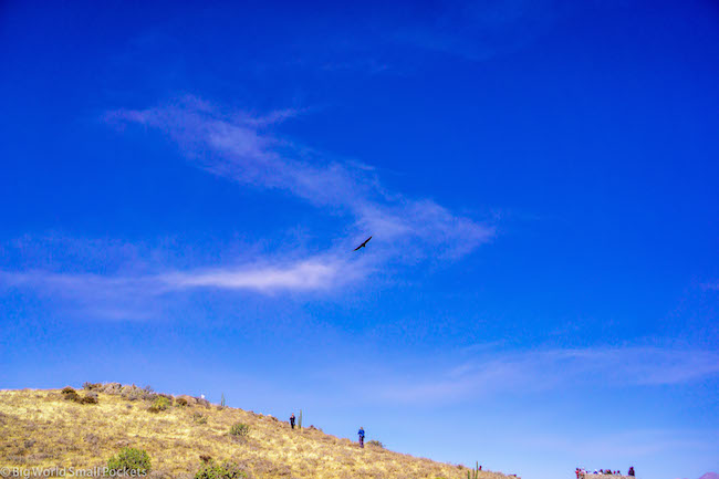 Perú, Cañón del Colca, Cóndor