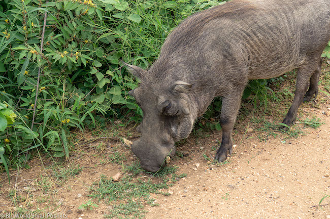 Sudafrica, Safari, Facocero