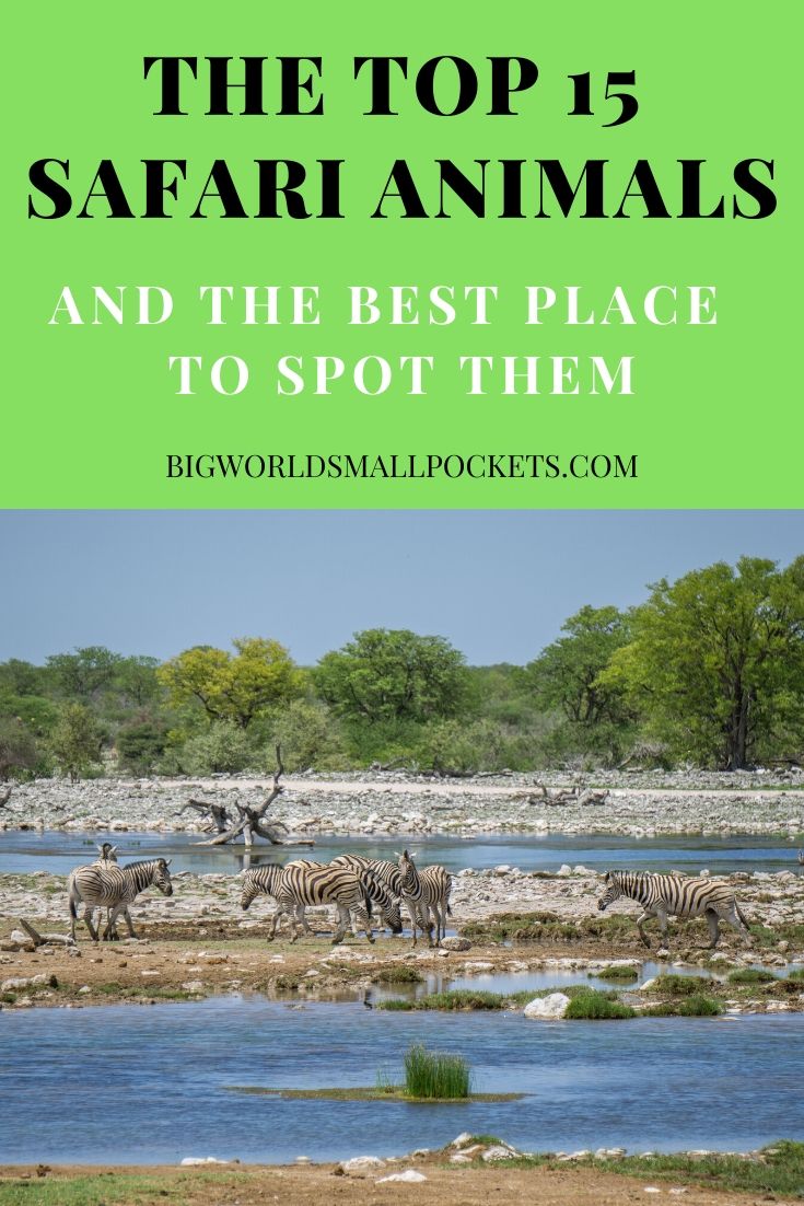 Safari Animals - The Top 15 and Where in Africa to See Them