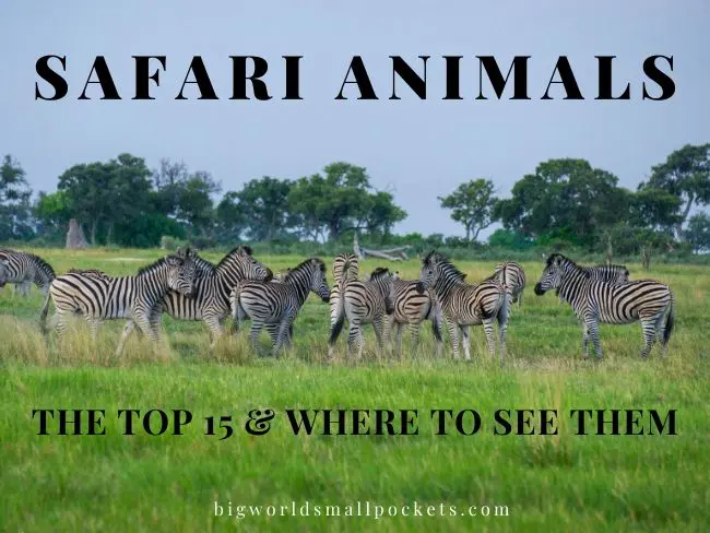 Top 15 Safari Animals & Where Best to Spot Them - Big World Small Pockets