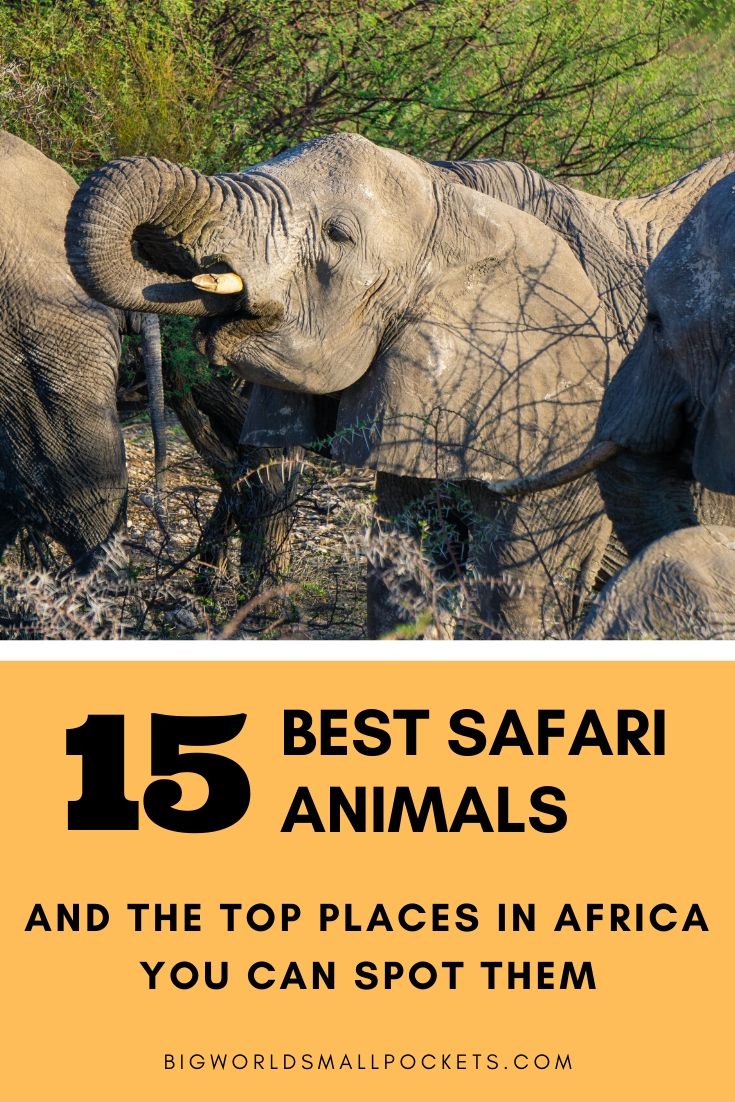 Le Top 15 des animaux de safari .... et les meilleurs endroits pour les repérer