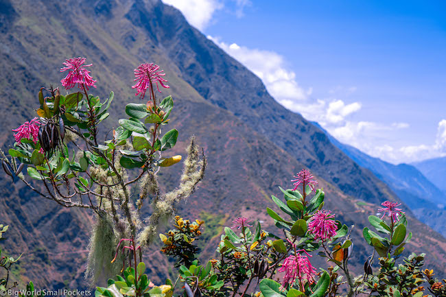 Peru, Choquequirao, Flowers