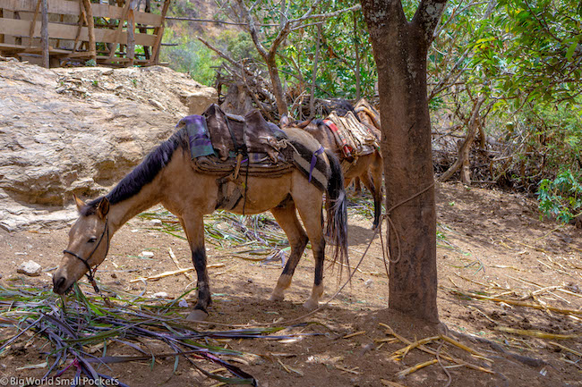 Peru, Choquequirao, Mule