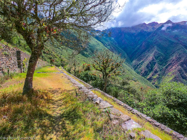 Peru, Choquequirao, Tree