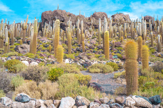 Bolivia, Salar, Cactus Island