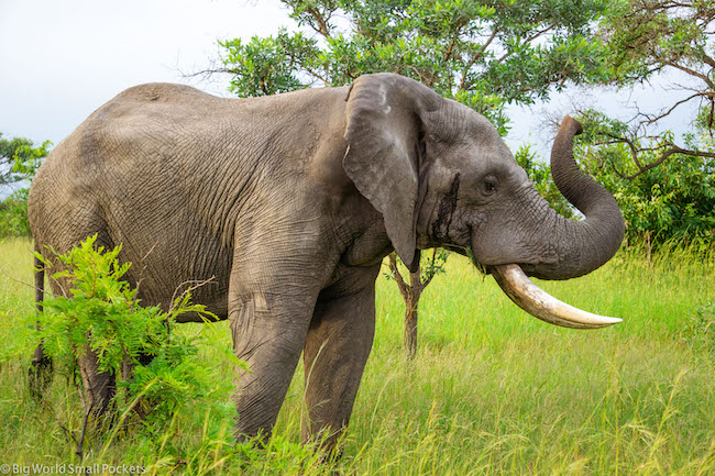 South Africa, Kruger National Park, Elephant