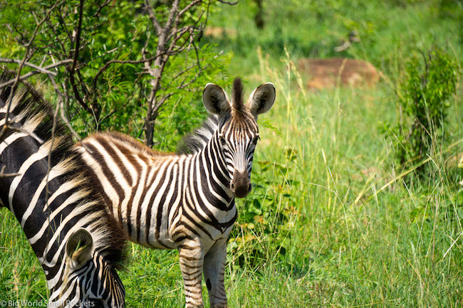 Which Offers More for Less? South Africa vs Kenya on a Budget